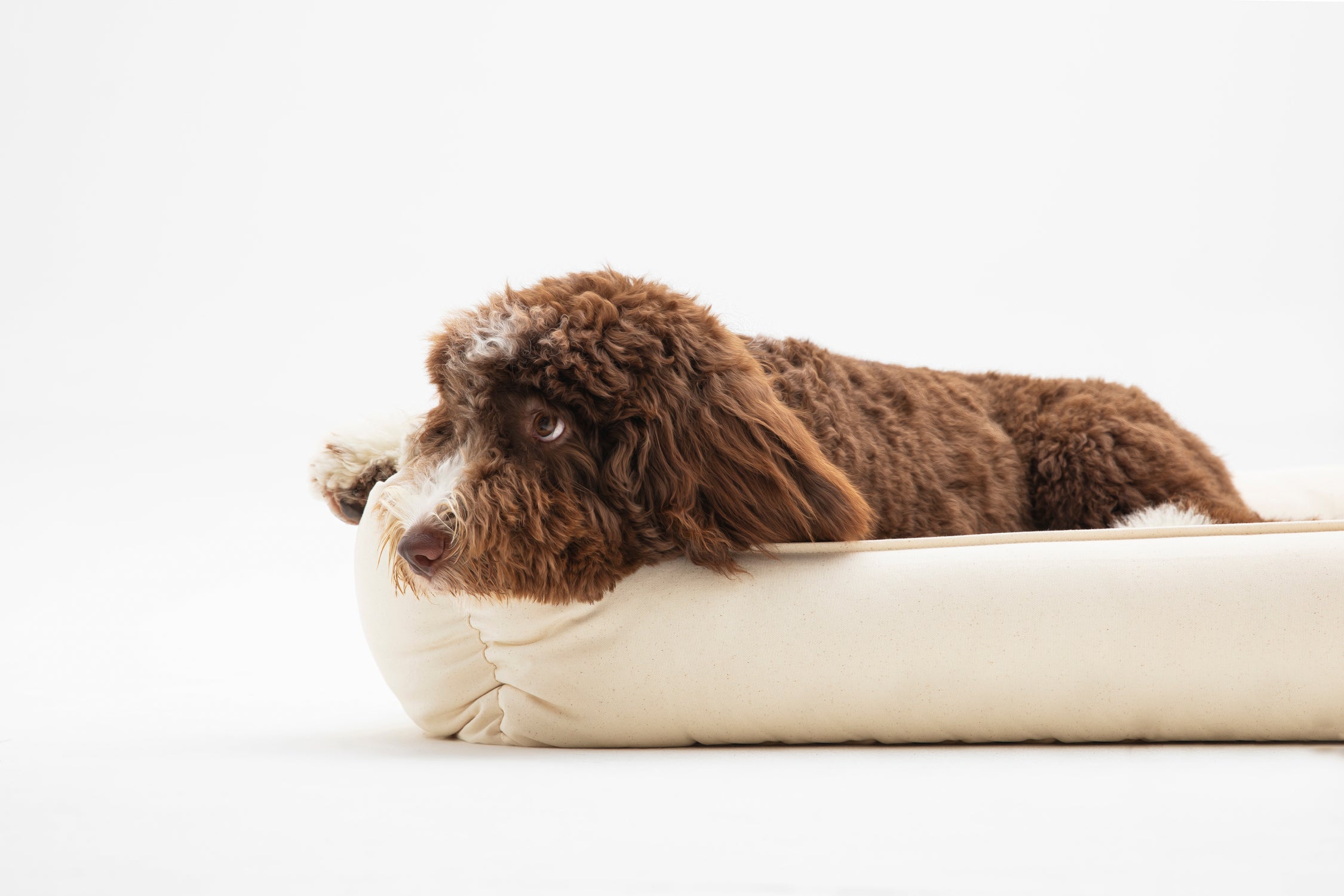 Creating the Perfect Dog Bed: A Guide to Choosing the Right Dog Bed for Your Pet